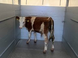Einsatz Tierrettung am 24. Juni 2026
